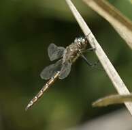 Image of Eastern Swamp Emerald