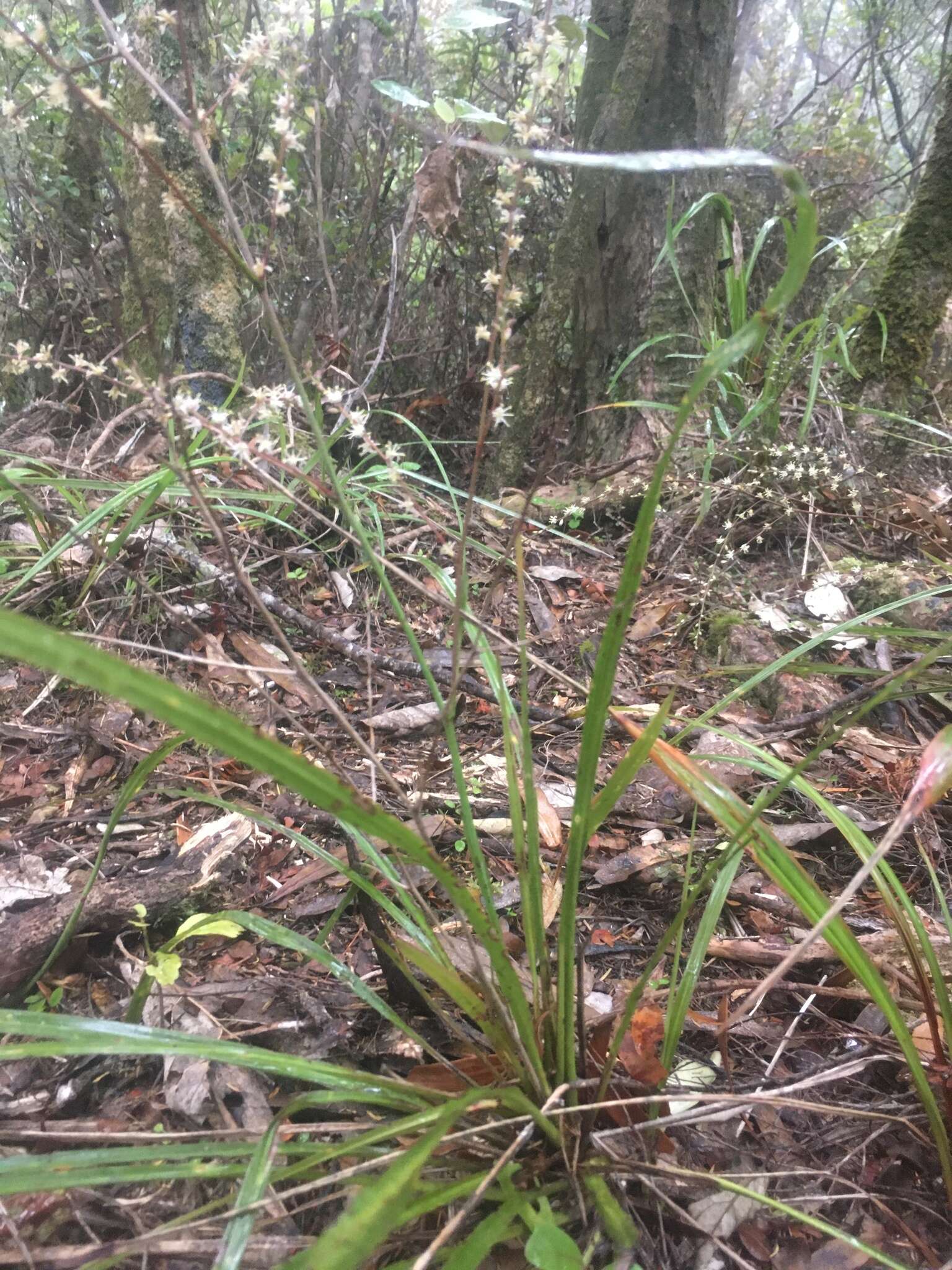 Image of Cordyline pumilio Hook. fil.