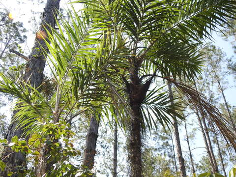 Image of Bactris cubensis Burret