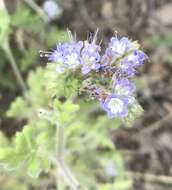 Phacelia rupestris Greene的圖片