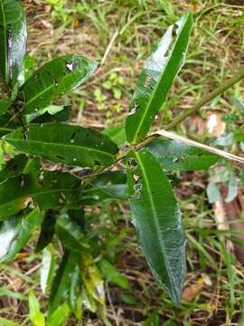 Sivun Wilkiea macrophylla (Tul.) A. DC. kuva