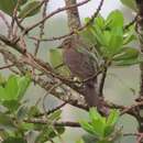 Imagem de Molothrus bonariensis cabanisii Cassin 1866