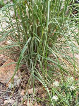 Image of Austrostipa densiflora (Hughes) S. W. L. Jacobs & J. Everett