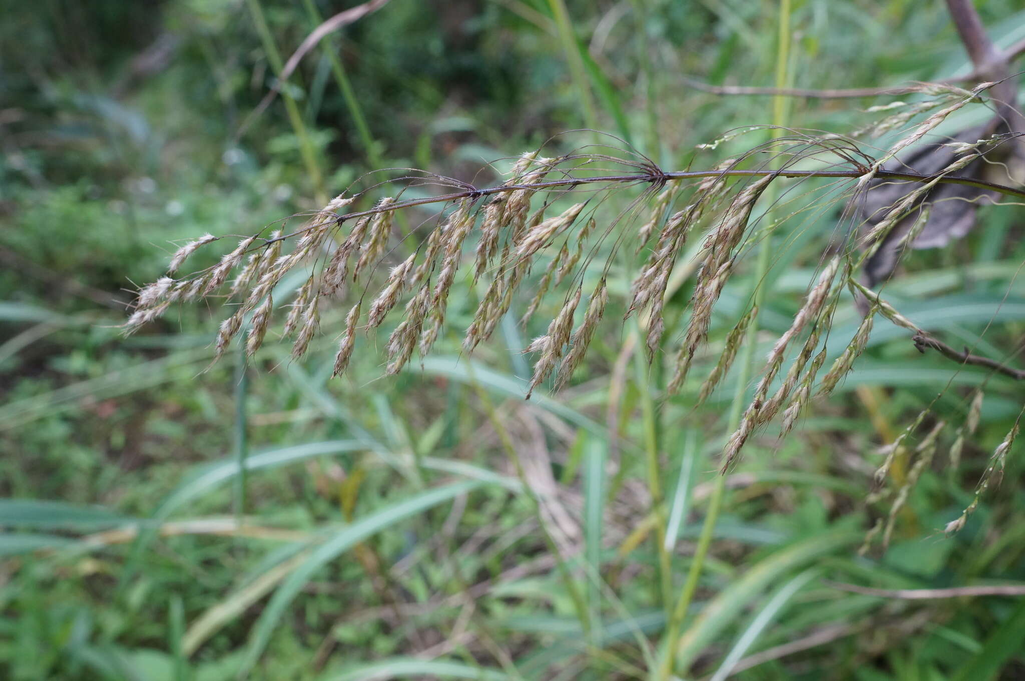 Image of Spodiopogon cotulifer (Thunb.) Hack.