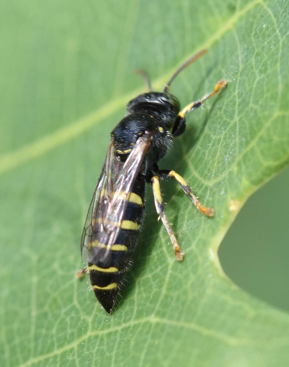 Image of Bembecinus tridens (Fabricius 1781)