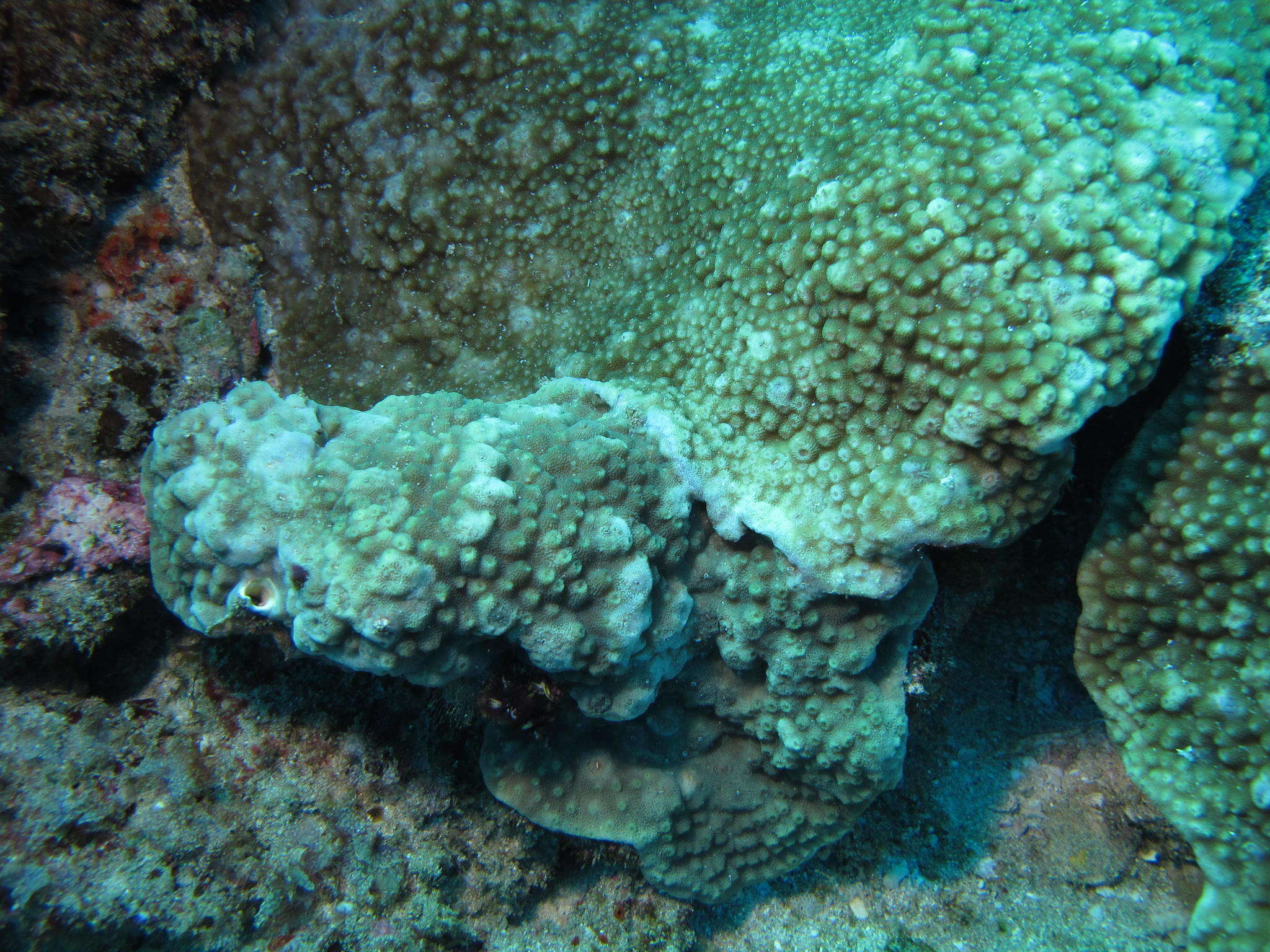 Image of starflower coral