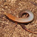 Image of Beech Skink