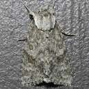 Acronicta sperata Grote 1873 resmi