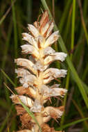 Image of oxtongue broomrape