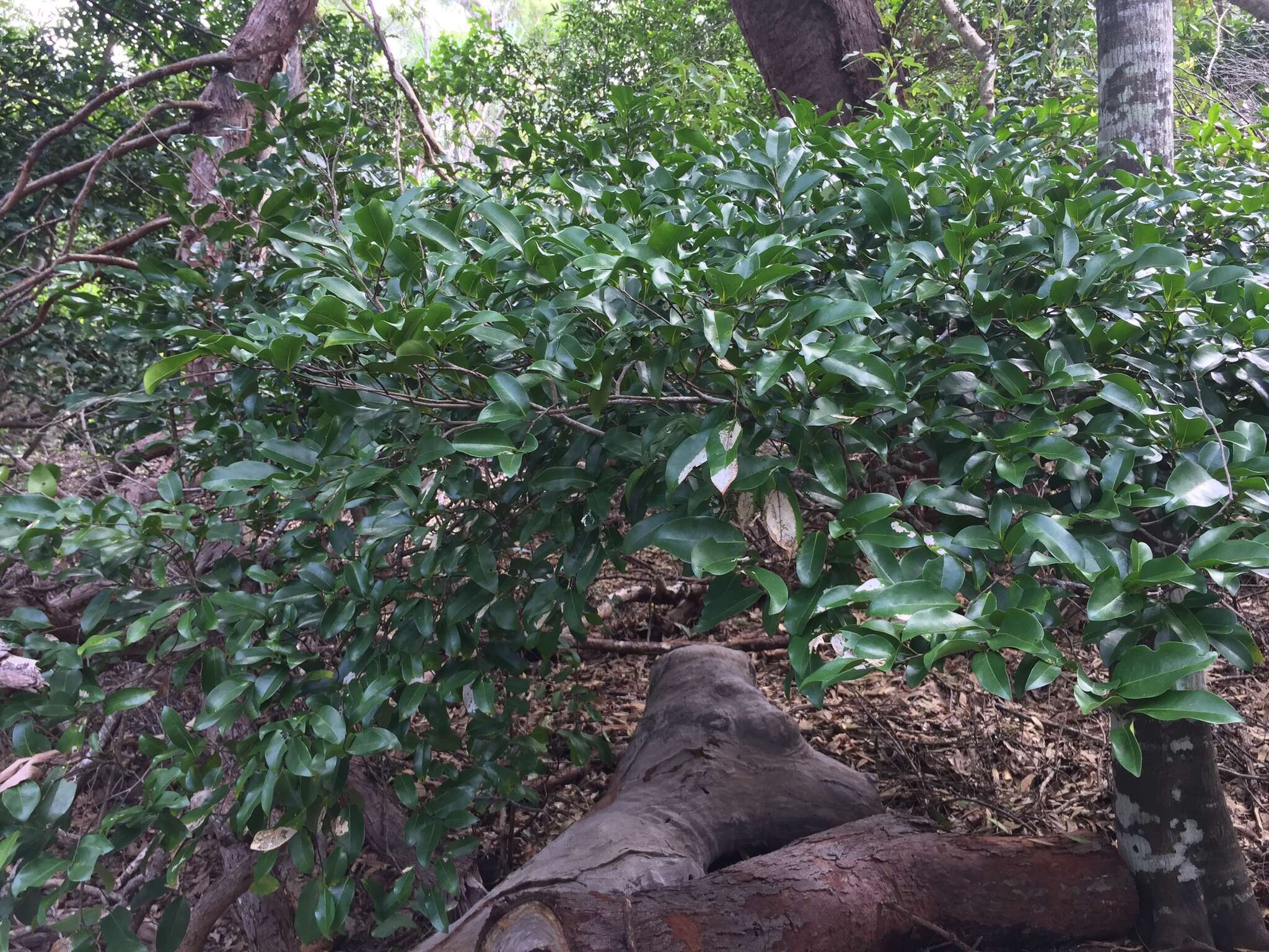 Image of Canary Beech