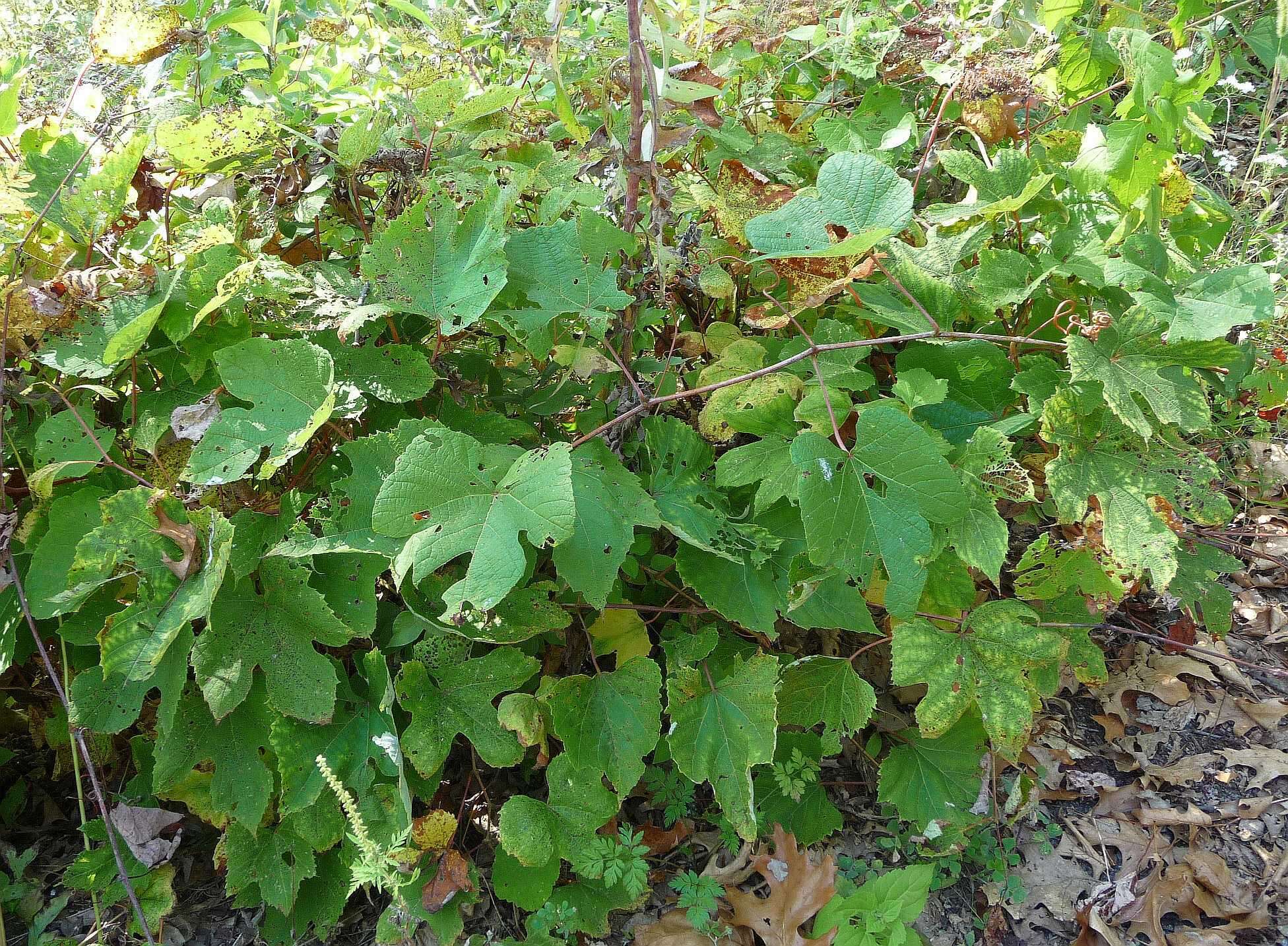 Image de Vitis aestivalis var. bicolor Leconte