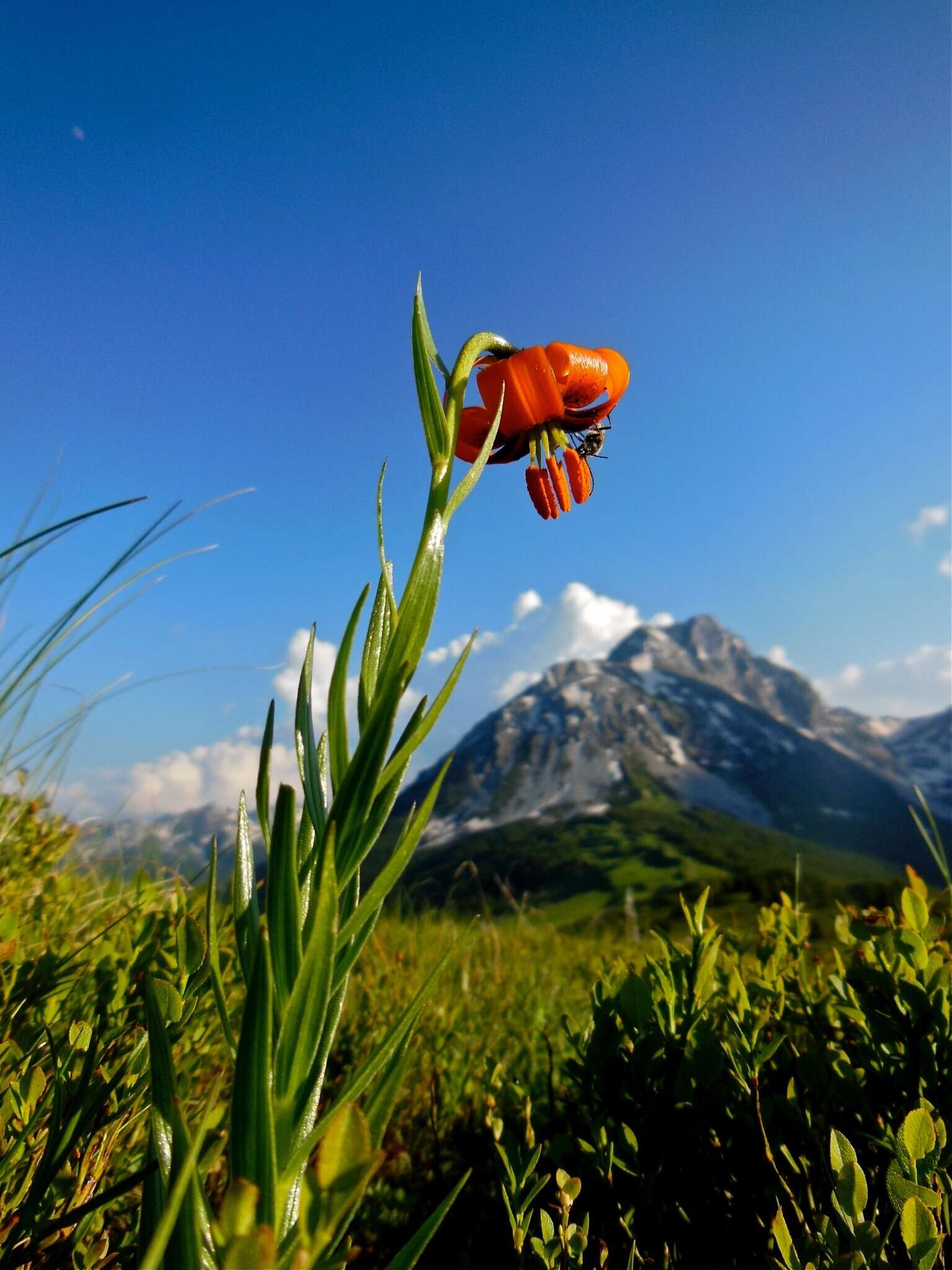 Image of Lilium albanicum Griseb.