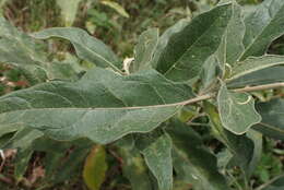 Image of Solanum lichtensteinii Willd.