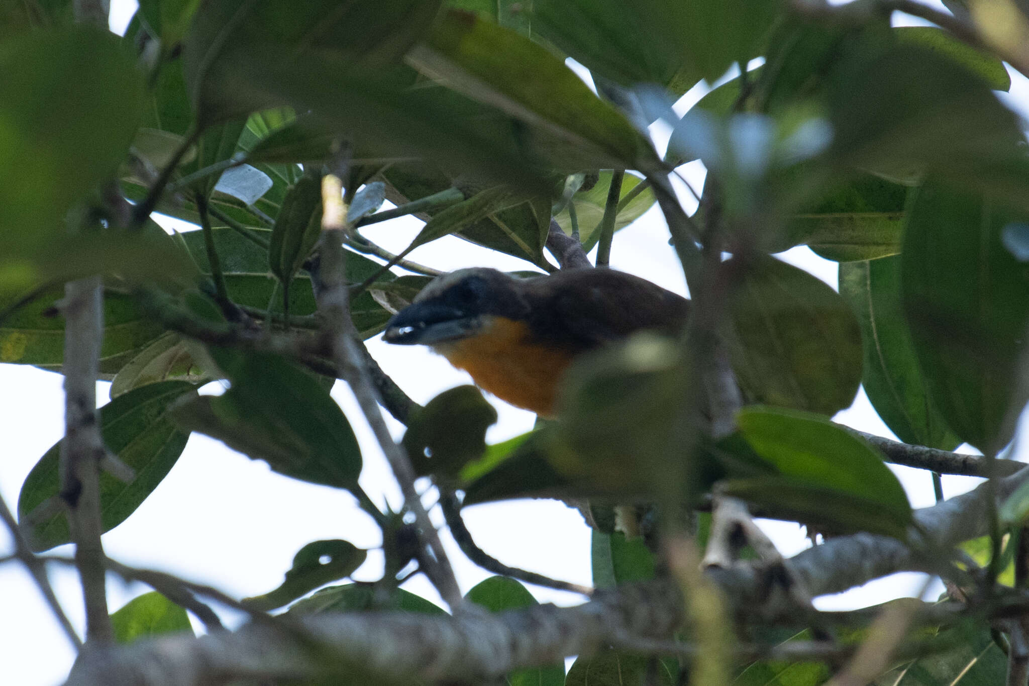 Image of Scarlet-crowned Barbet