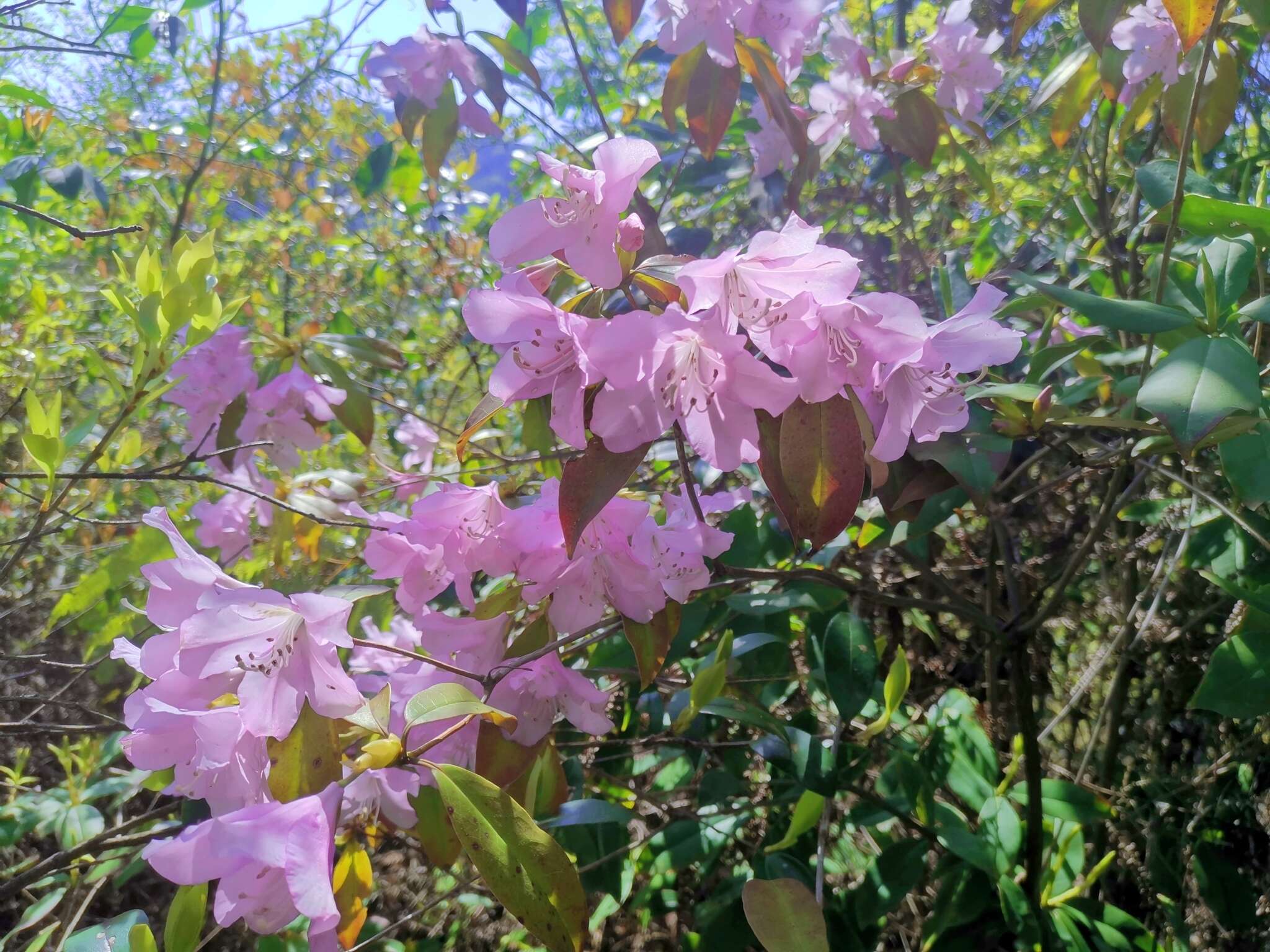 Imagem de Rhododendron ovatum (Lindl.) Planch. ex Maxim.