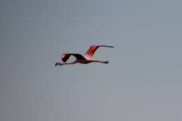 Imagem de Phoenicopterus chilensis Molina 1782