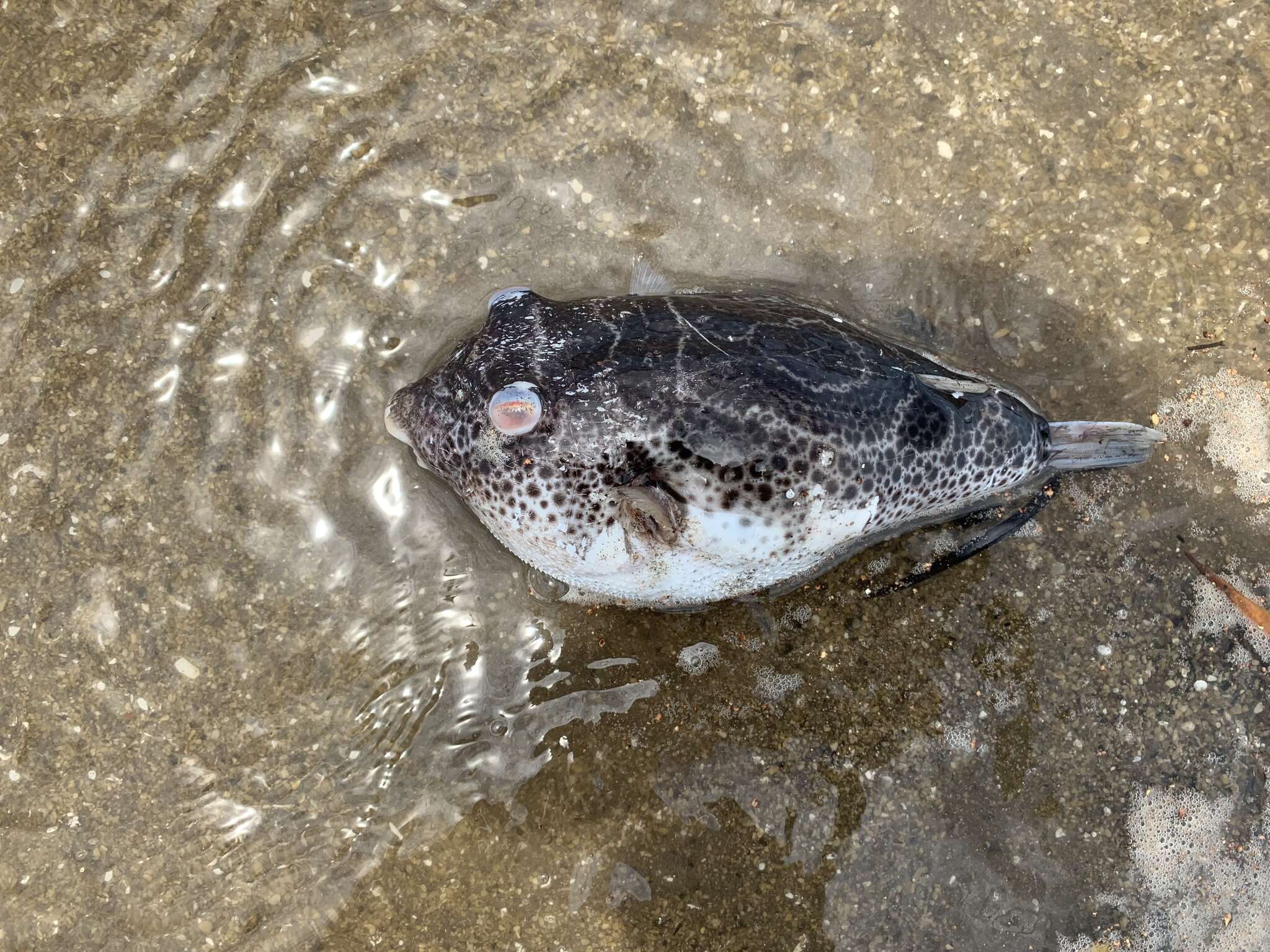 Image of Bullseye Puffer