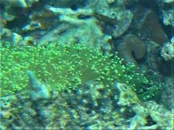 Image of Stony coral