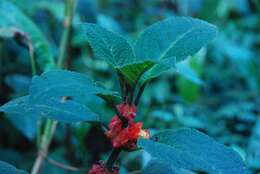 Image of Drymonia teuscheri (Raymond) J. L. Clark