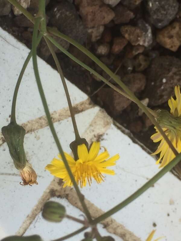 Image of slender sowthistle