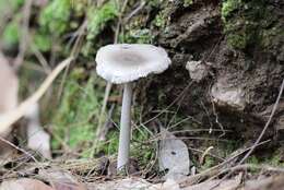 Image of Amanita cheelii P. M. Kirk 2013