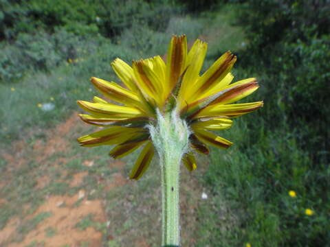 Image of Scorzonera villosa subsp. villosa