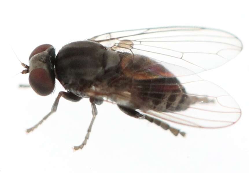 Image of Lindneromyia dorsalis (Meigen 1804)