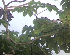 Слика од Cotinga cayana (Linnaeus 1766)