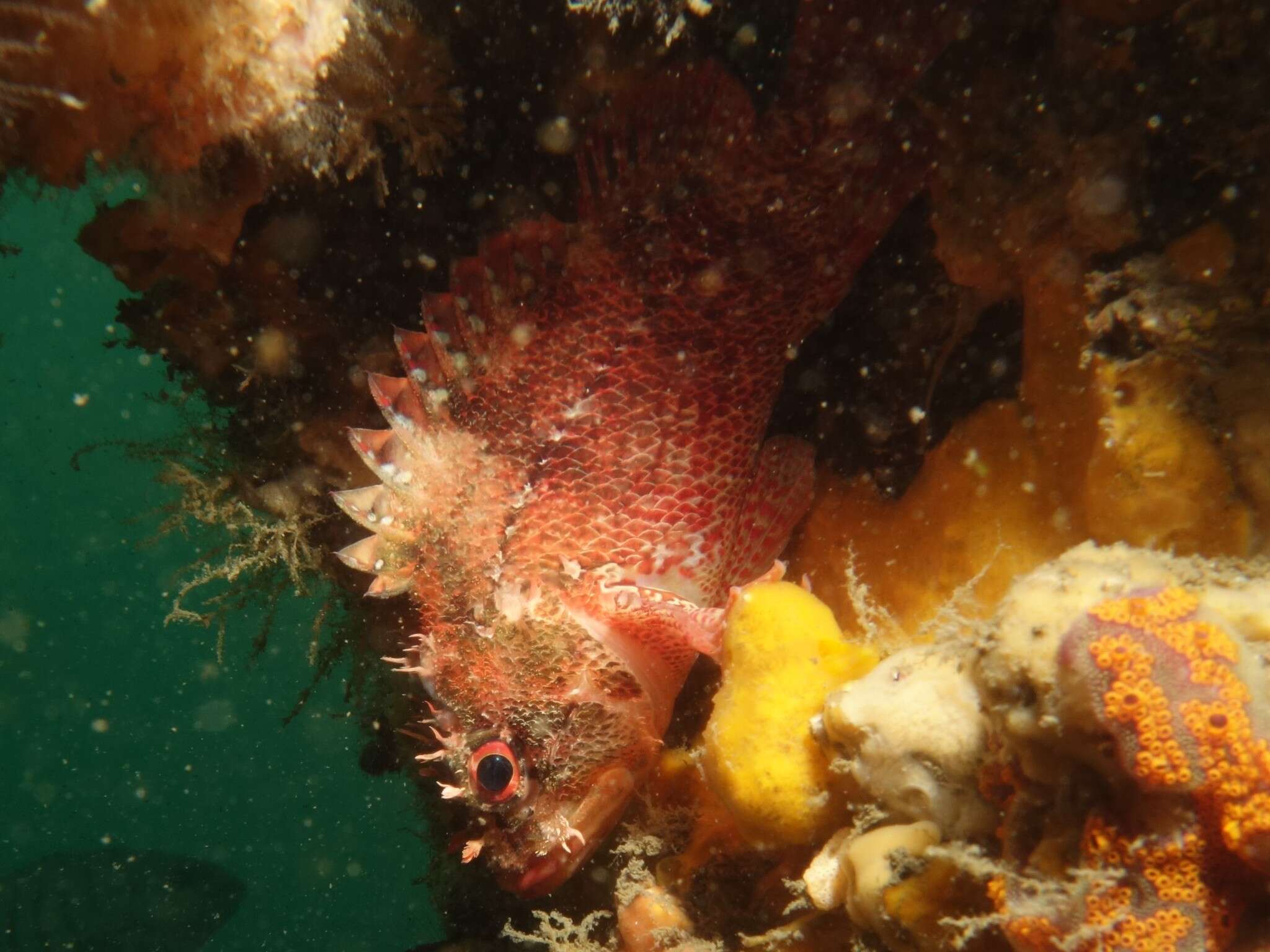 Image of Cheekspot scorpionfish