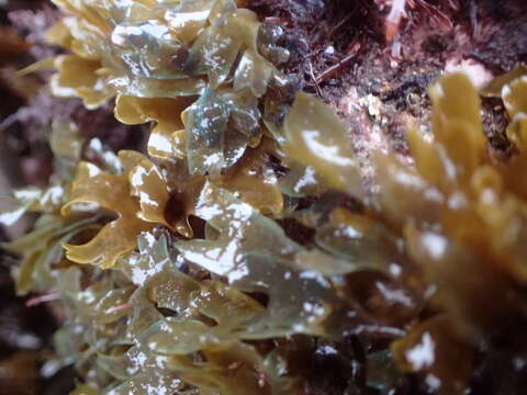 Image of Brown algae