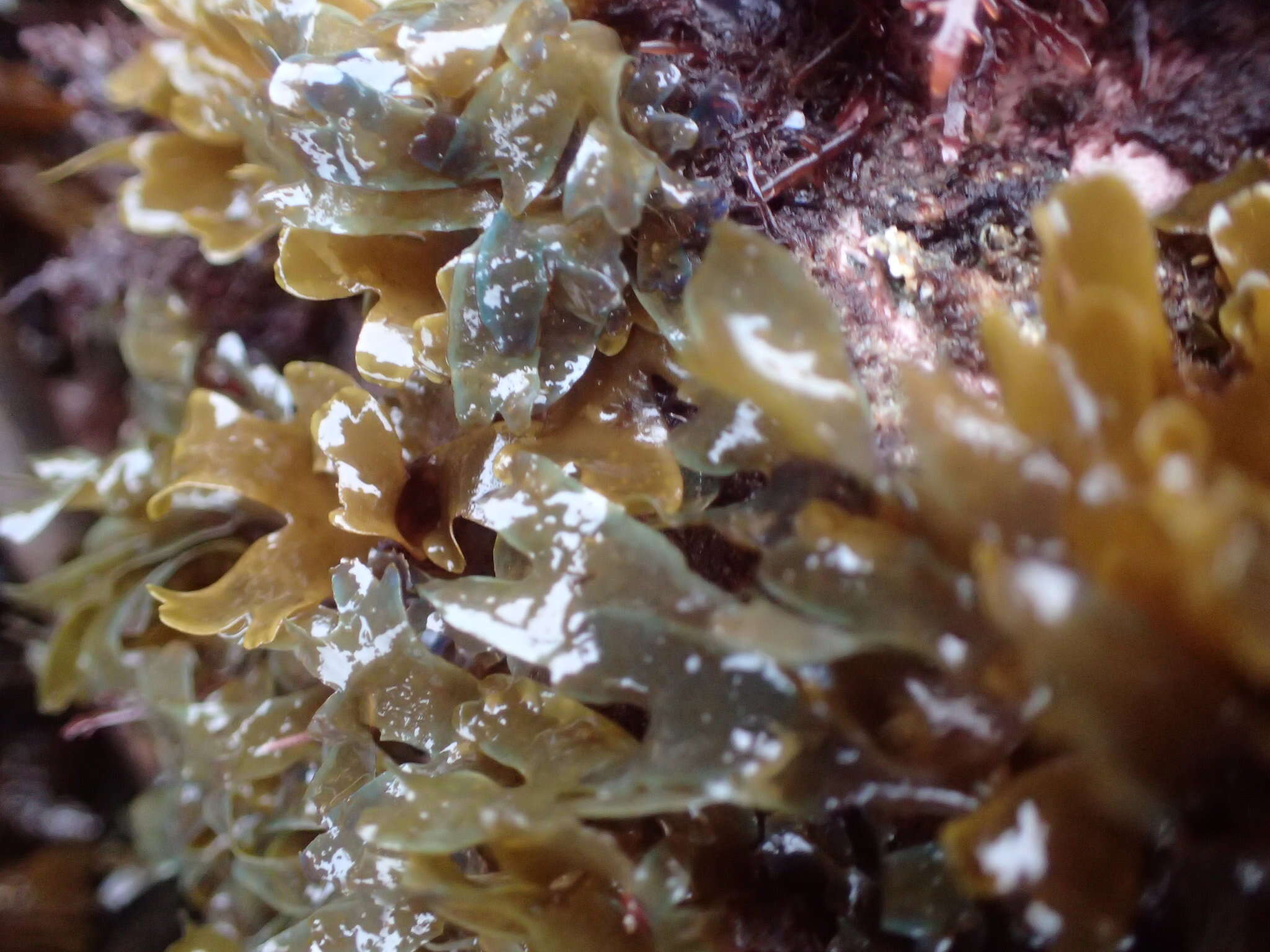 Image of Brown algae