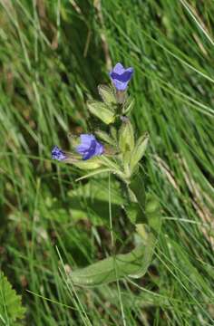 Image of Pulmonaria australis (J. Murr) W. Sauer