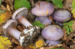 Image of Cortinarius sodagnitus Rob. Henry 1935