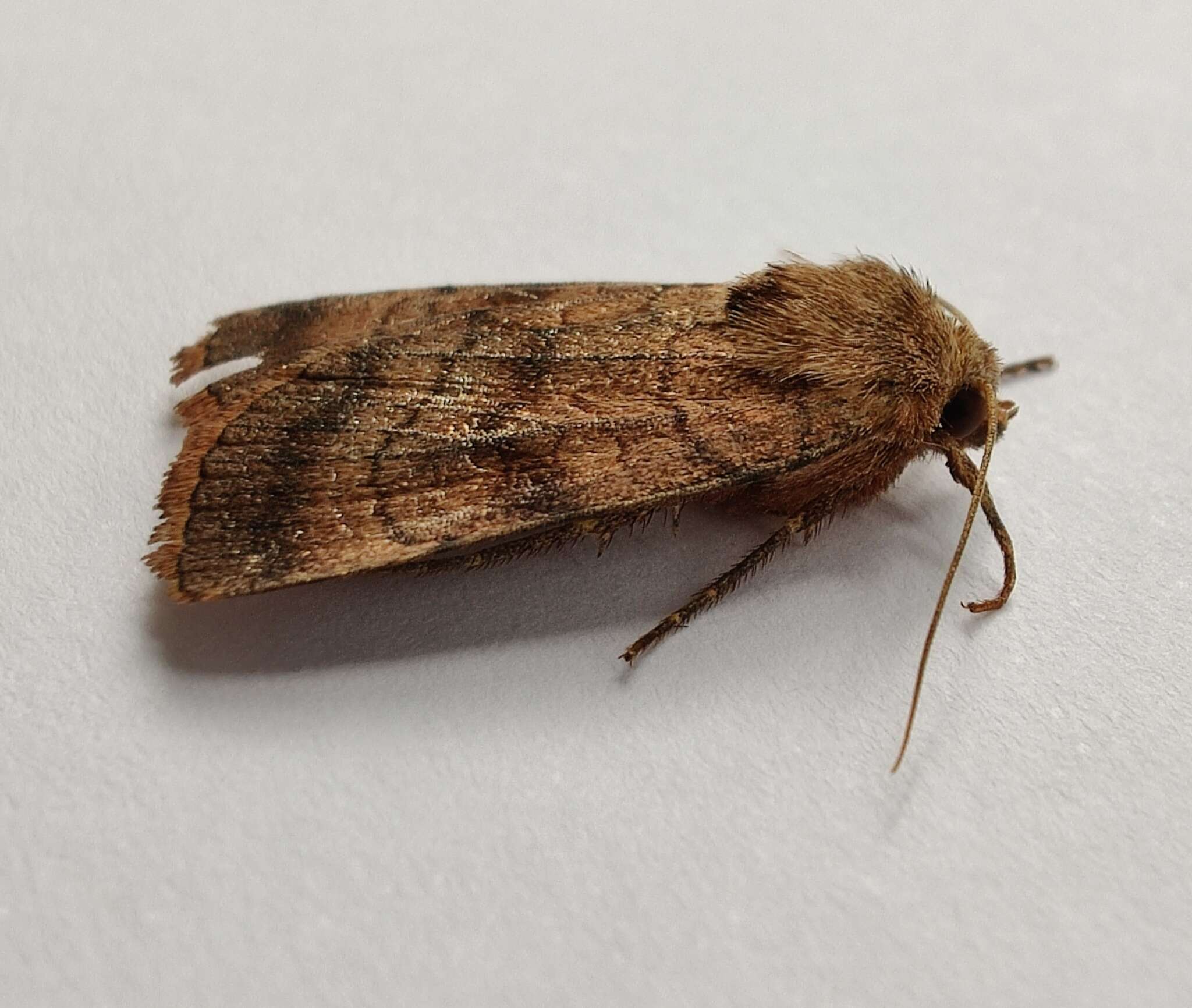 Image of six-striped rustic