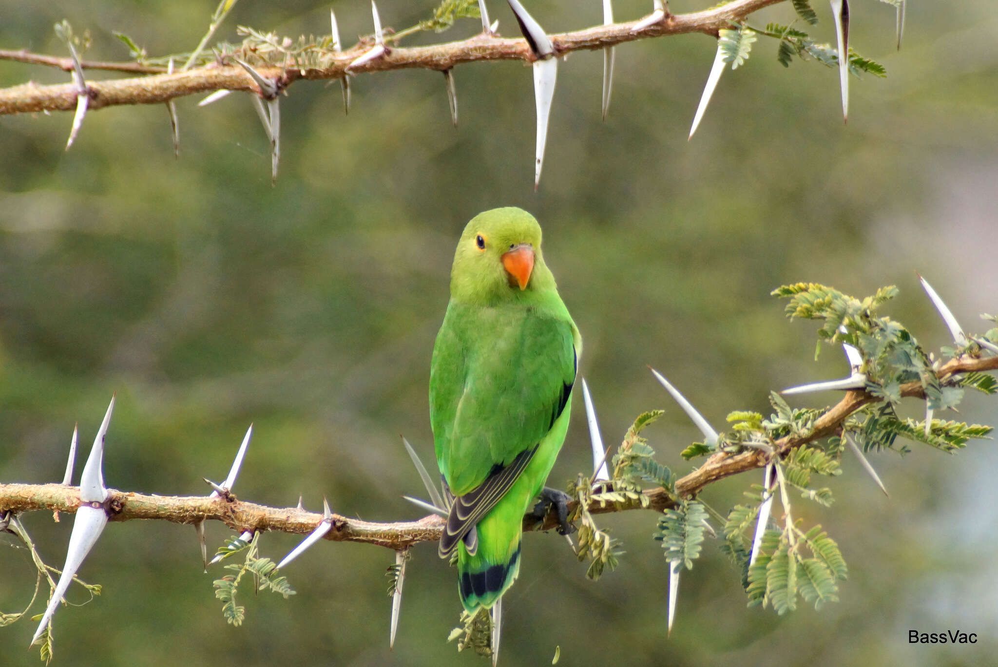 Image of Black-winged Lovebird