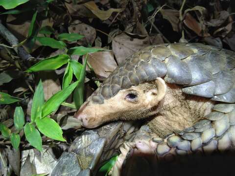 Image de Manis pentadactyla pentadactyla Linnaeus 1758