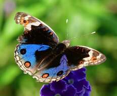 Image of Junonia orithya wallacei Distant 1883