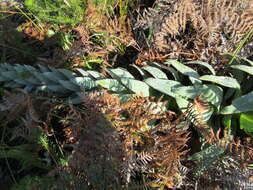 Image of Osteospermum corymbosum L.