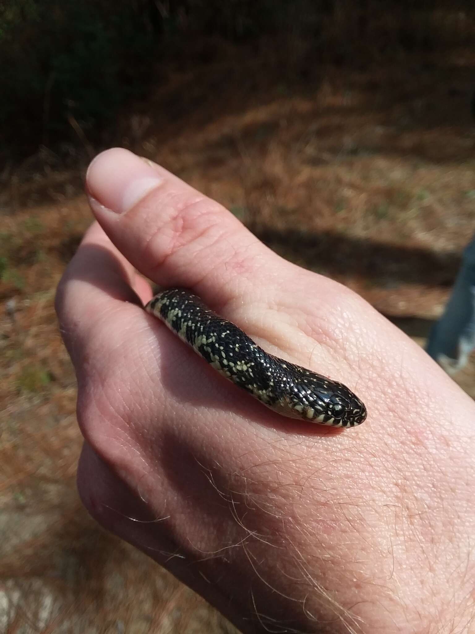 Image of Black Kingsnake