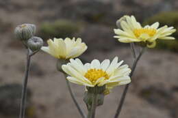 Слика од Senecio antofagastanus Cabrera