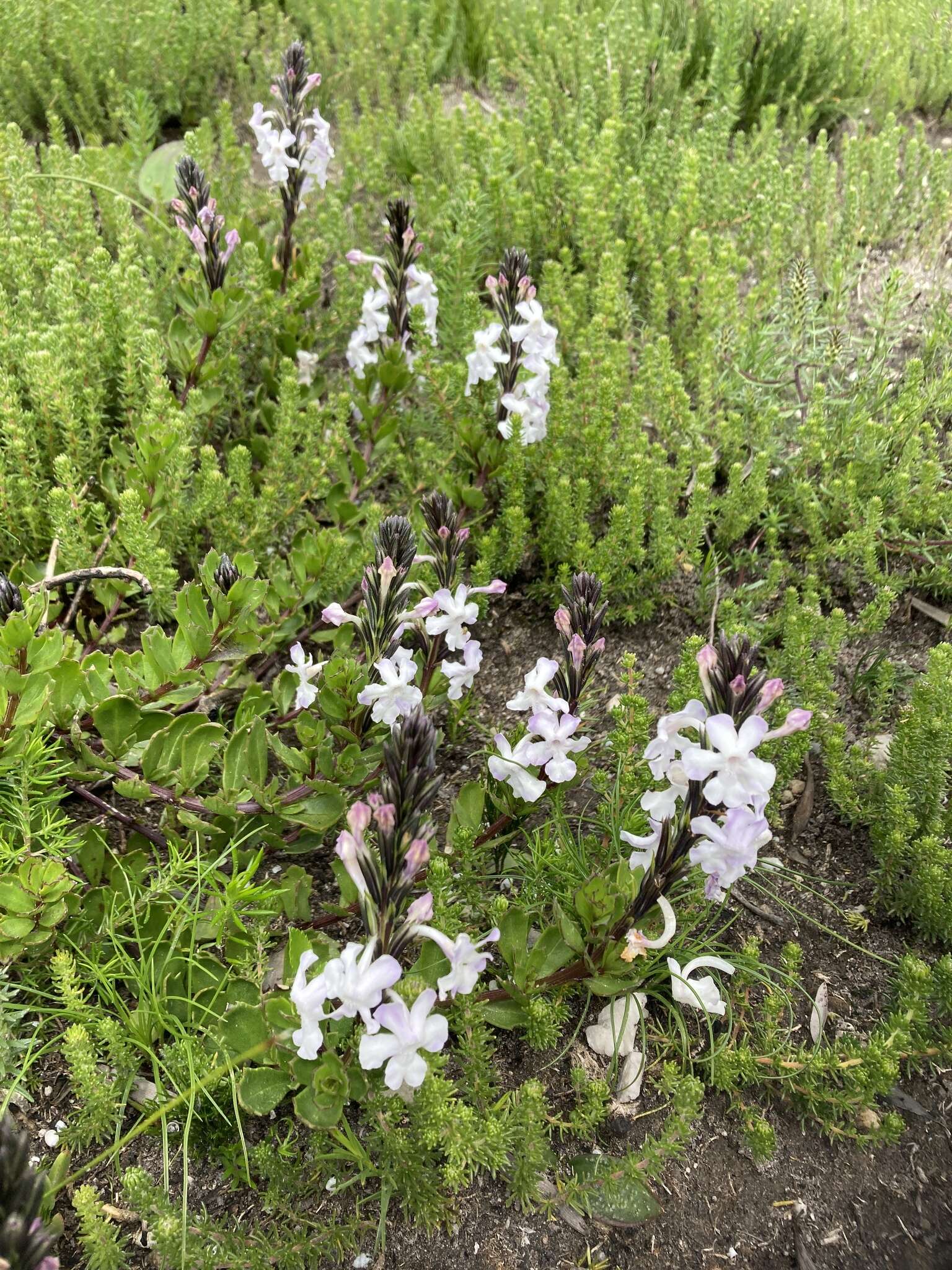 Image of Chascanum cernuum (L.) E. Mey.