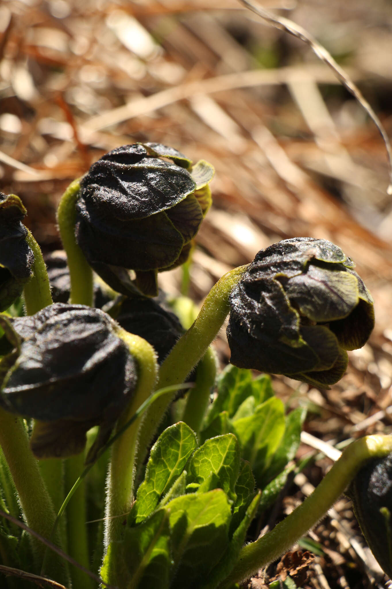 Image de Mandragora caulescens C. B. Cl.