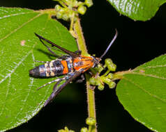 Image of Adixoa pyromacula Fischer 2011