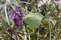 Image of Gonepteryx rhamni transiens Verity 1913