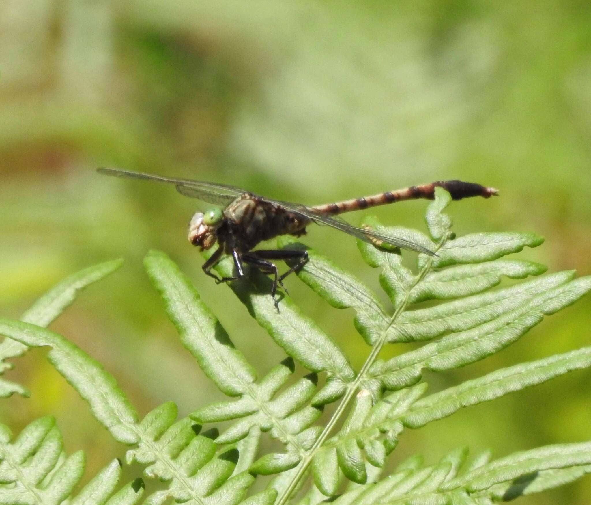 Imagem de Arigomphus pallidus (Rambur 1842)