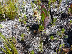 Image of Drimia salteri (Compton) J. C. Manning & Goldblatt