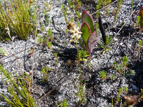 Image of Drimia salteri (Compton) J. C. Manning & Goldblatt