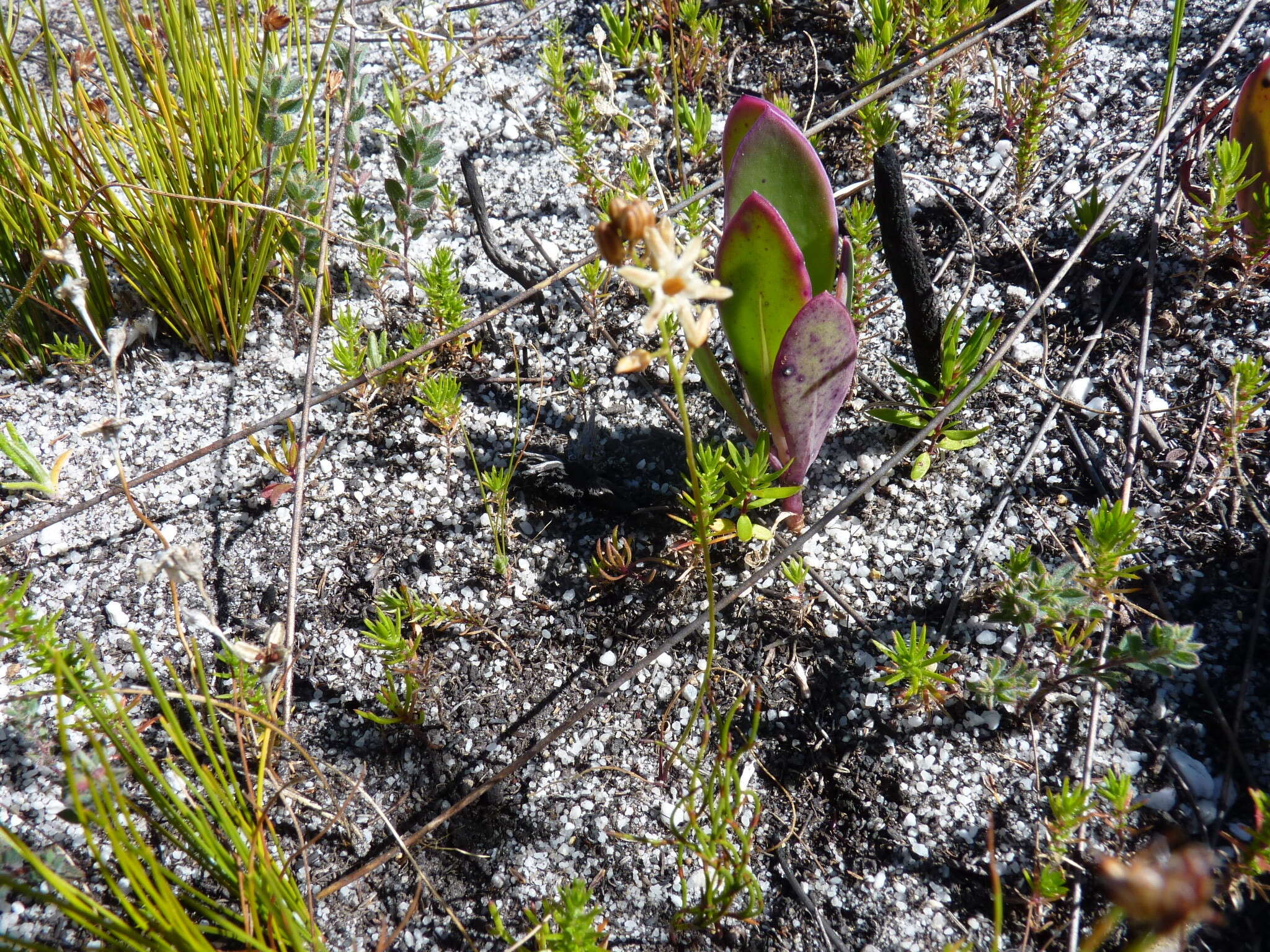 Image of Drimia salteri (Compton) J. C. Manning & Goldblatt