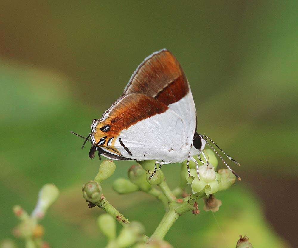 Image of Sithon nedymond ismarus Fruhstorfer (1912)