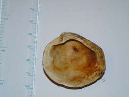 Image of clam
